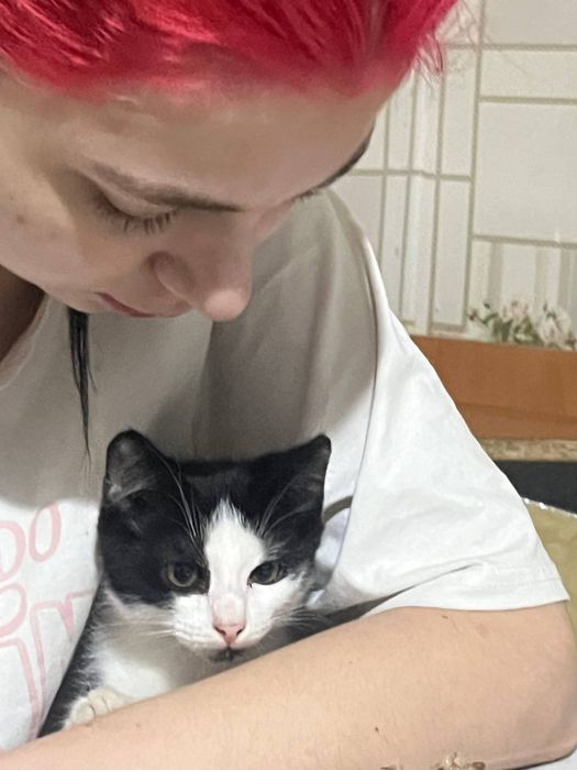Котенок мальчик бесплатно