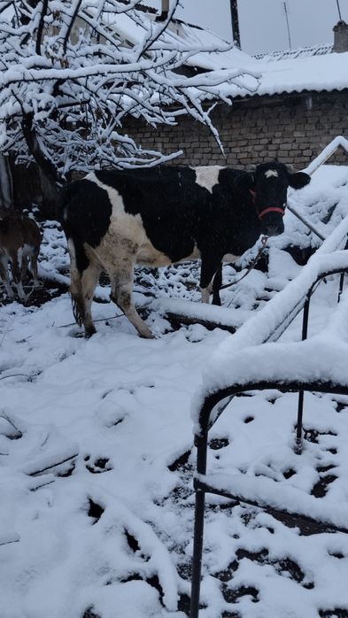 Ona bola sigir bolasi buqacha