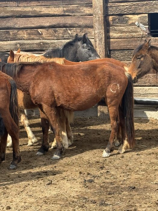 Буаз байталдар сатылады