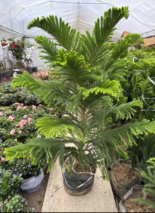 aukaria  archa 85-1 m