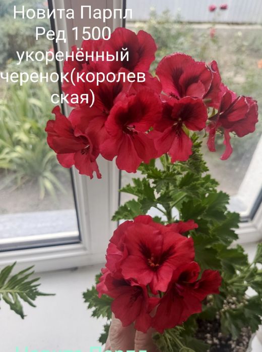 Комнатные растения