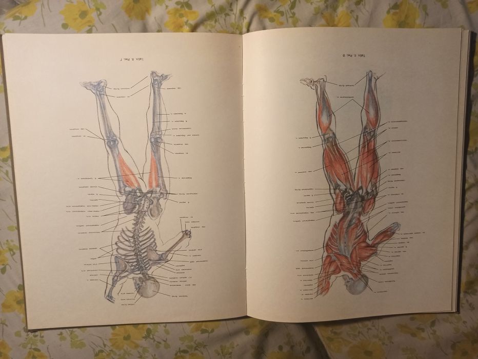Руска анатомия Рабинович 1985 г