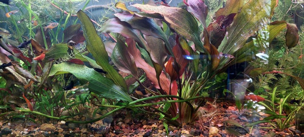 Эхинодорус Рэд в ваш аквариум