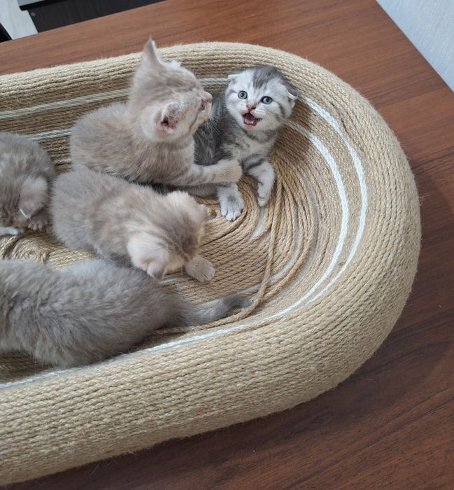Продаем милых котят