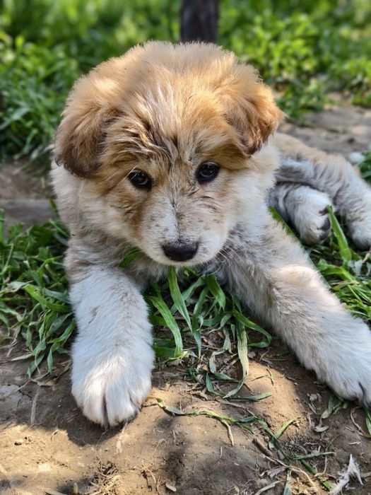 Малыши крепыши лохматенькие