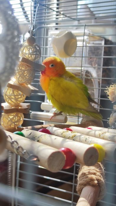 Неразлучник самец 4 месяца