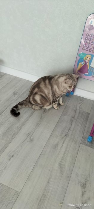 Котик ищет любящий дом
