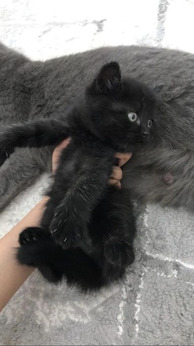 Британский кошки