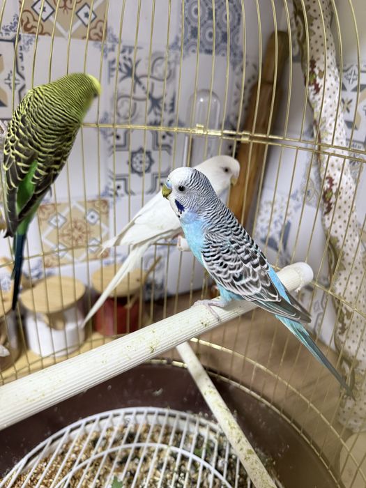 Продается 4 попугая с клеткой.