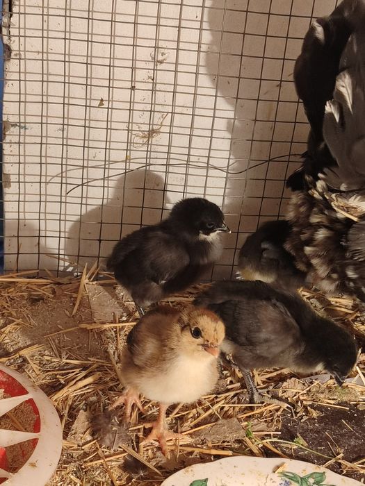 Цыплята джерсииский гигант