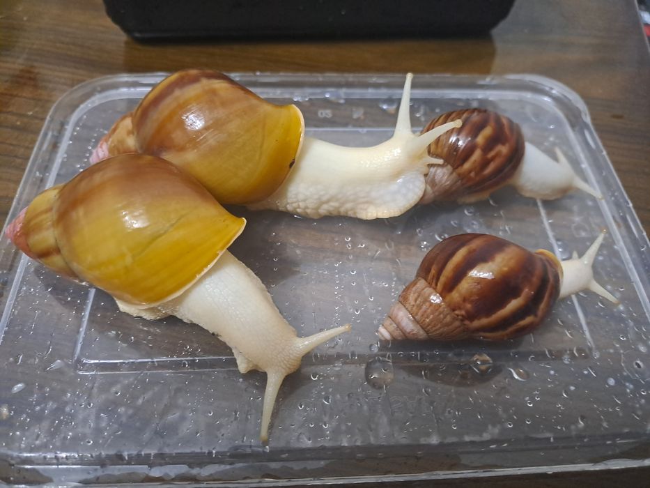 Ахатина радашка албинос и стандарт