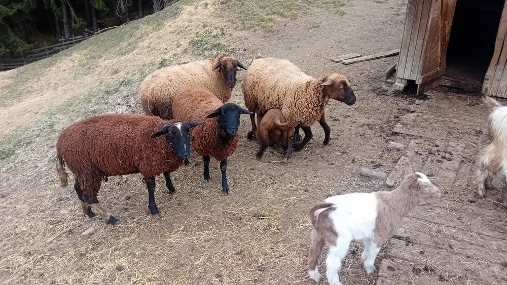 Vand oi de  carne rasa suffolk