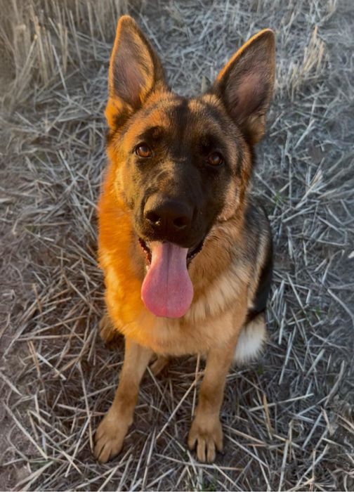 Femeluta Ciobanesc German cu Pedigree de elită