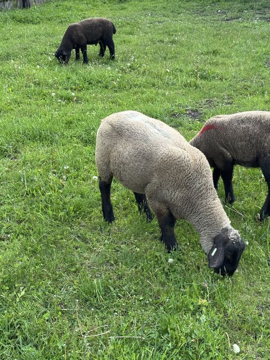 Berbecuti suffolk