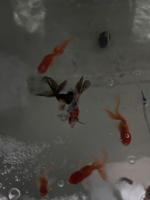 Oranda baliqla sotiladi