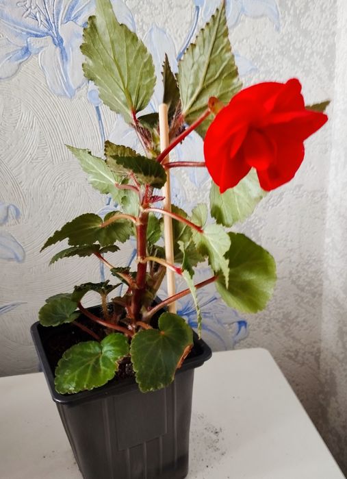 Комнатные цветы.