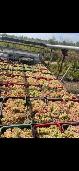 Oferim spre vânzare struguri de vin recolta 2026