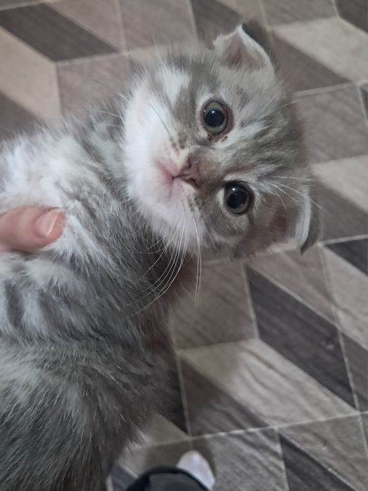 Продам британских котят!