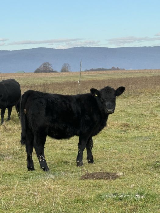 Vand vitele si juninci Angus