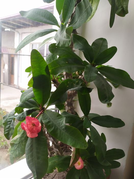 Молочай ona mehri Guli