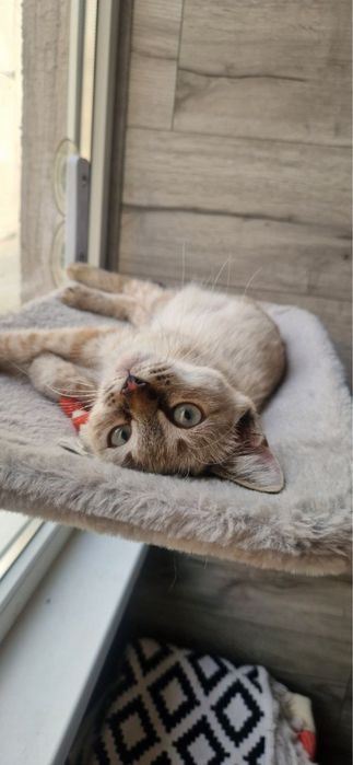 Котенок в добрые руки