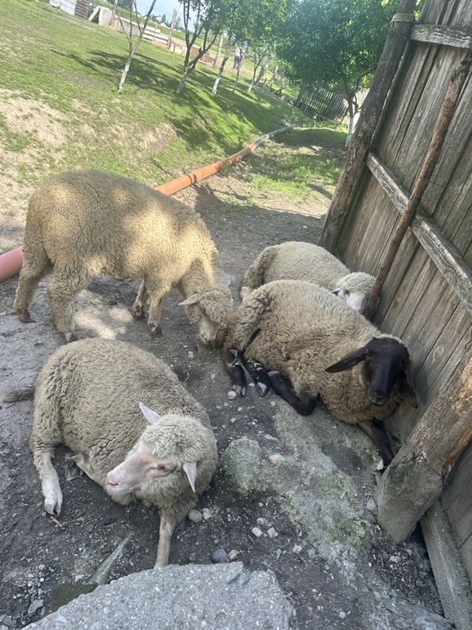 Oi merinos de palas de vanzare