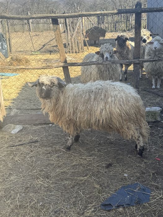 Vand un berbec de anul trecut