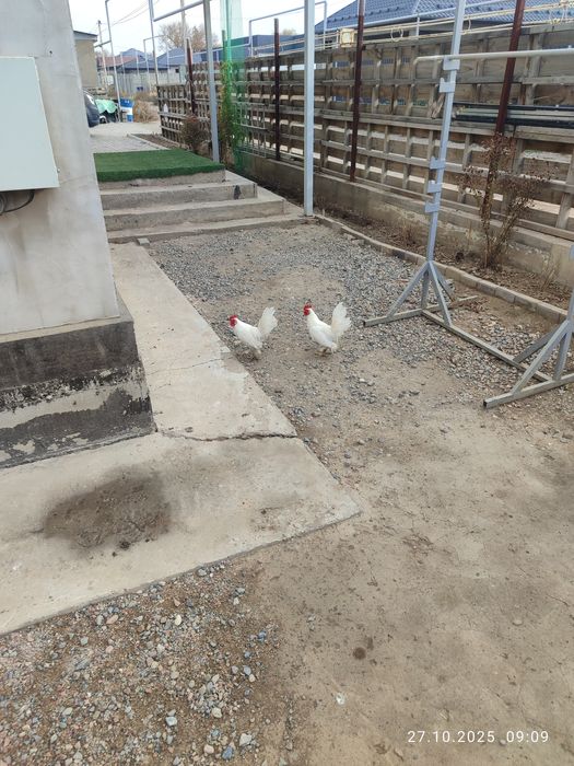 Продам карликовых петухов