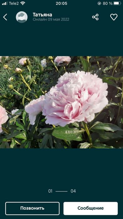 Пионы,сортовые, с куста