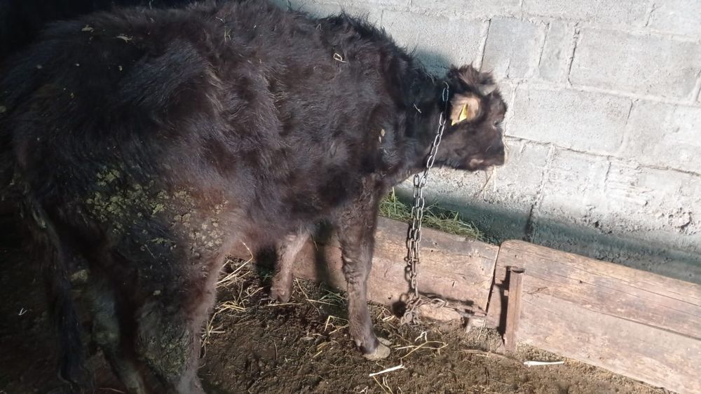 Продам телку от молочной коровы