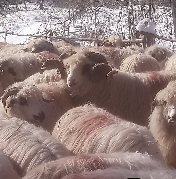 Oi turcane  cu  miei