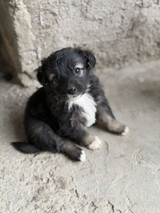 Отдаю щенят в добрые руки бесплатно.