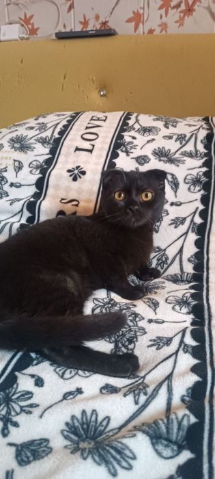 Отдам даром кошку 6 месяцев