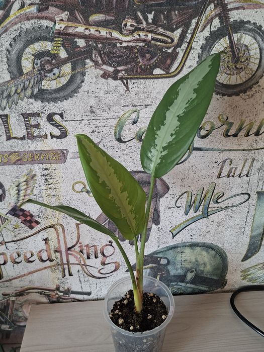 Продам комнатные цветы