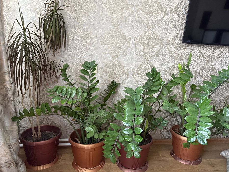 Продается комнатные цветы