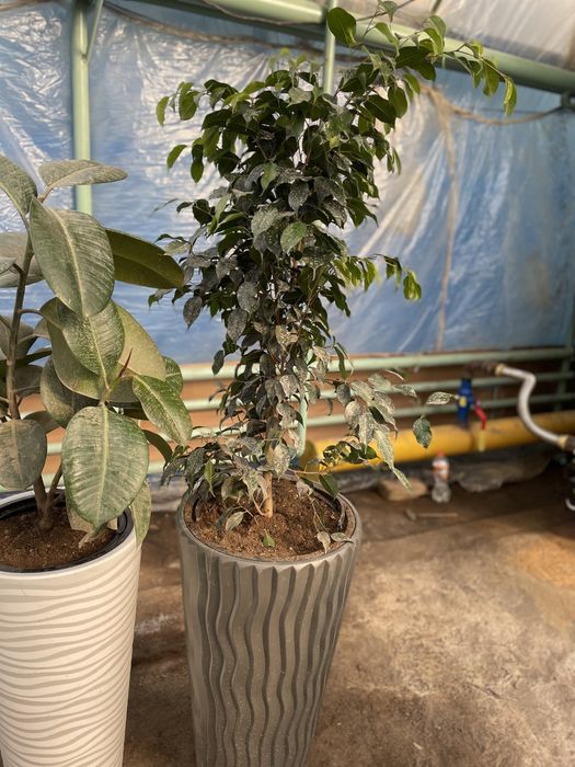 Комнатные растение