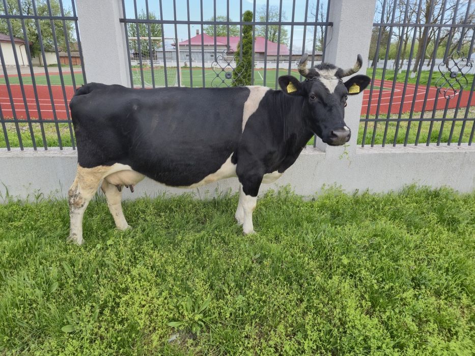 De vînzare Pogoanele .Buzău.