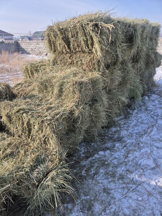 Сено шөп разнотравия