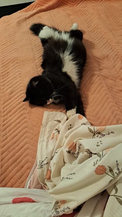 Отдам домашнию кошку в добрые руки.