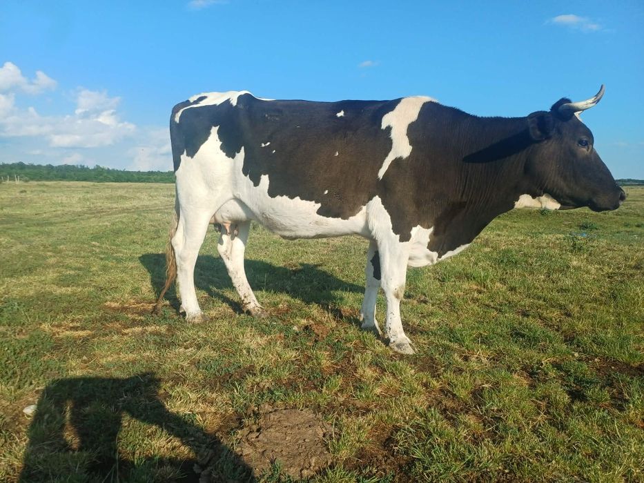 Vaca metis holstain