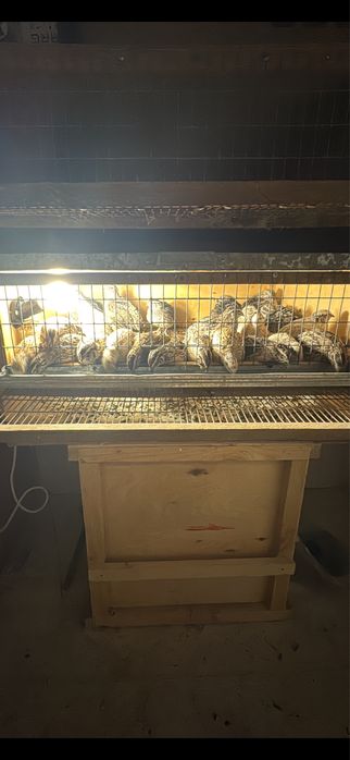 Бөдене сатлады 25 шт туып тур