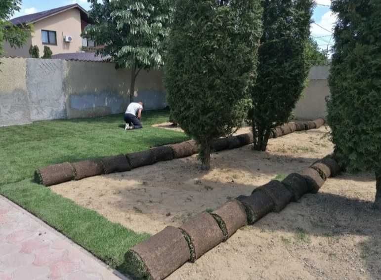 Gazon Rulou Calitate extra