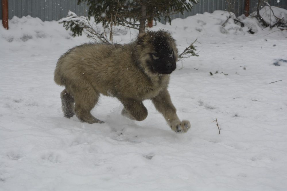 щенки кавказской овчарки