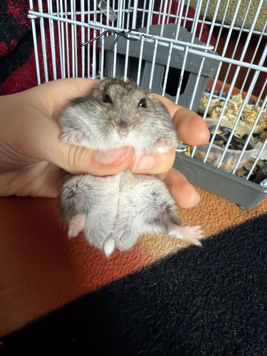 Хомячок по кличке Пуся