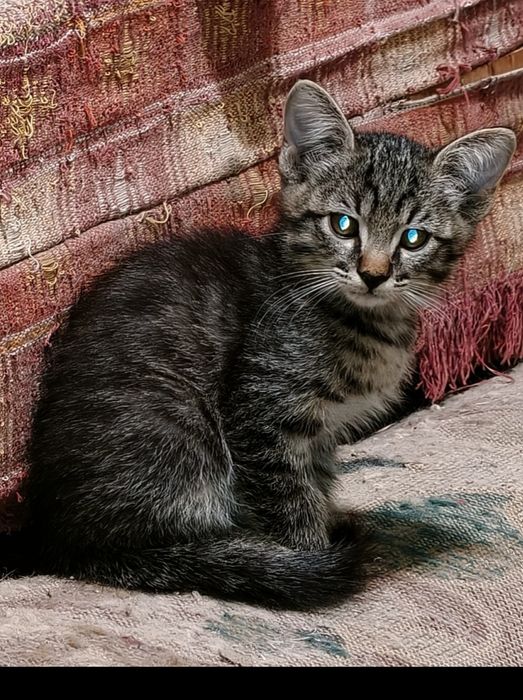 Котята от породистой Турецкой Ангоры