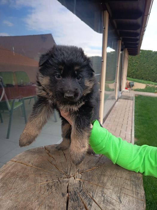 Ciobanesc german cu pedigree