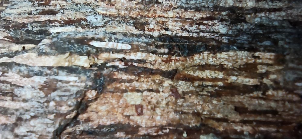 Продам окаменелые фрагменты дерева