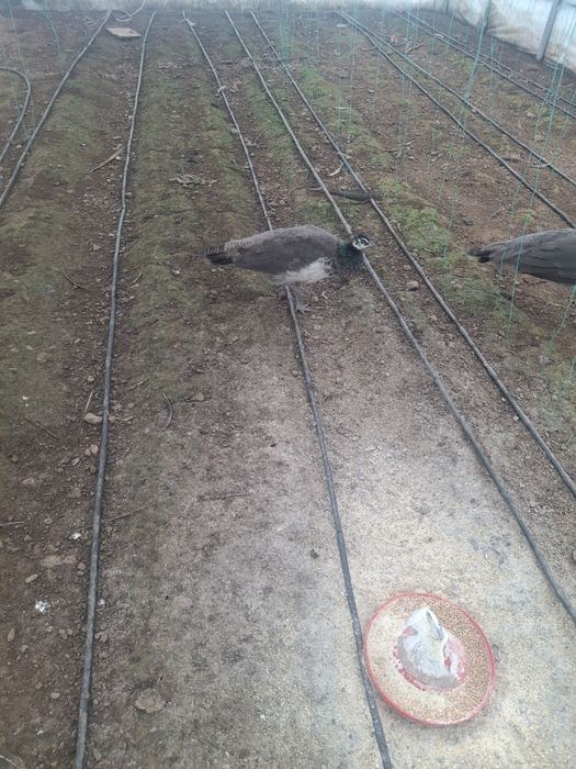 Pereche de pui de păun disponibili.ii pot da si la schimb