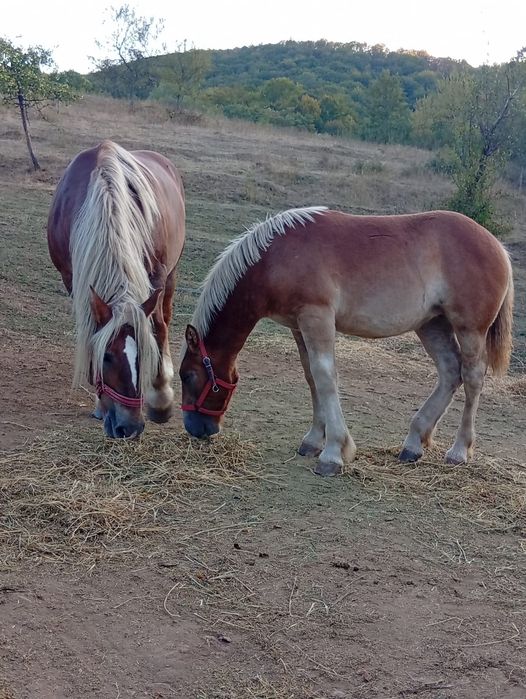 Vând mânză 6 luni blândă