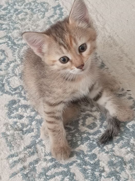 Котенок в добрые руки